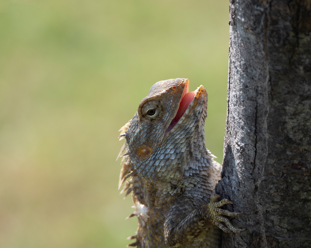 A lizard in Mahabalipuram, Tamil Nadu, India